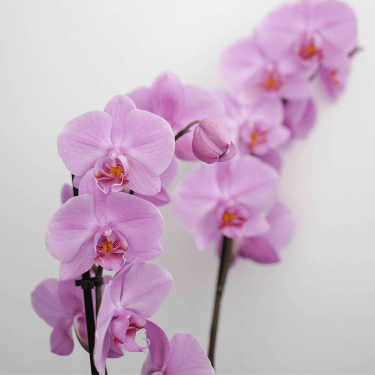 Phalaenopsis