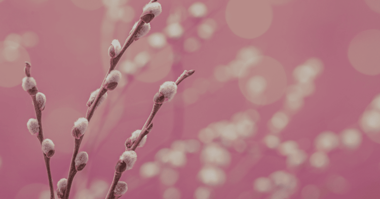 Pussy Willow