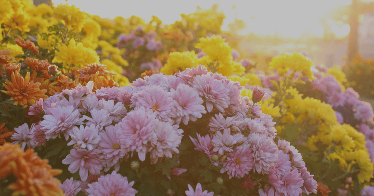 Chrysanthemum