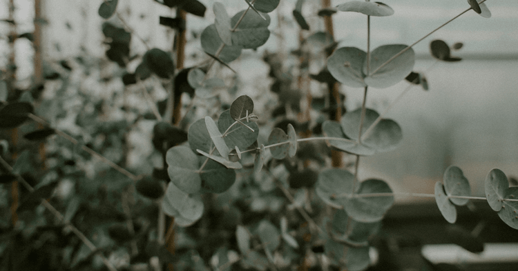 Eucalyptus