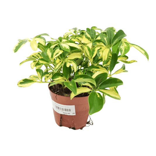 Schefflera Variegated (P90)