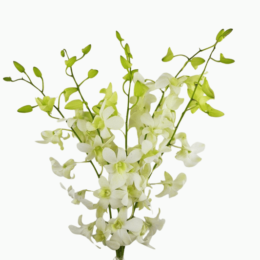 Orchid - White