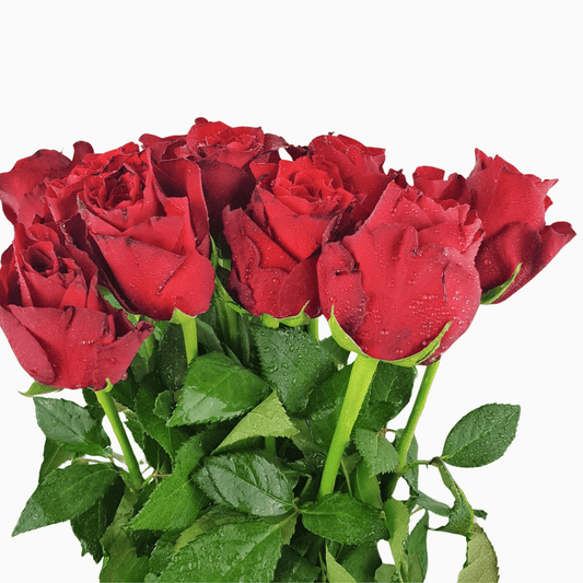 Rose - Plateau Red (10 Stems)