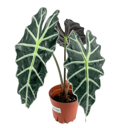 Alocasia Amazonica (P120)