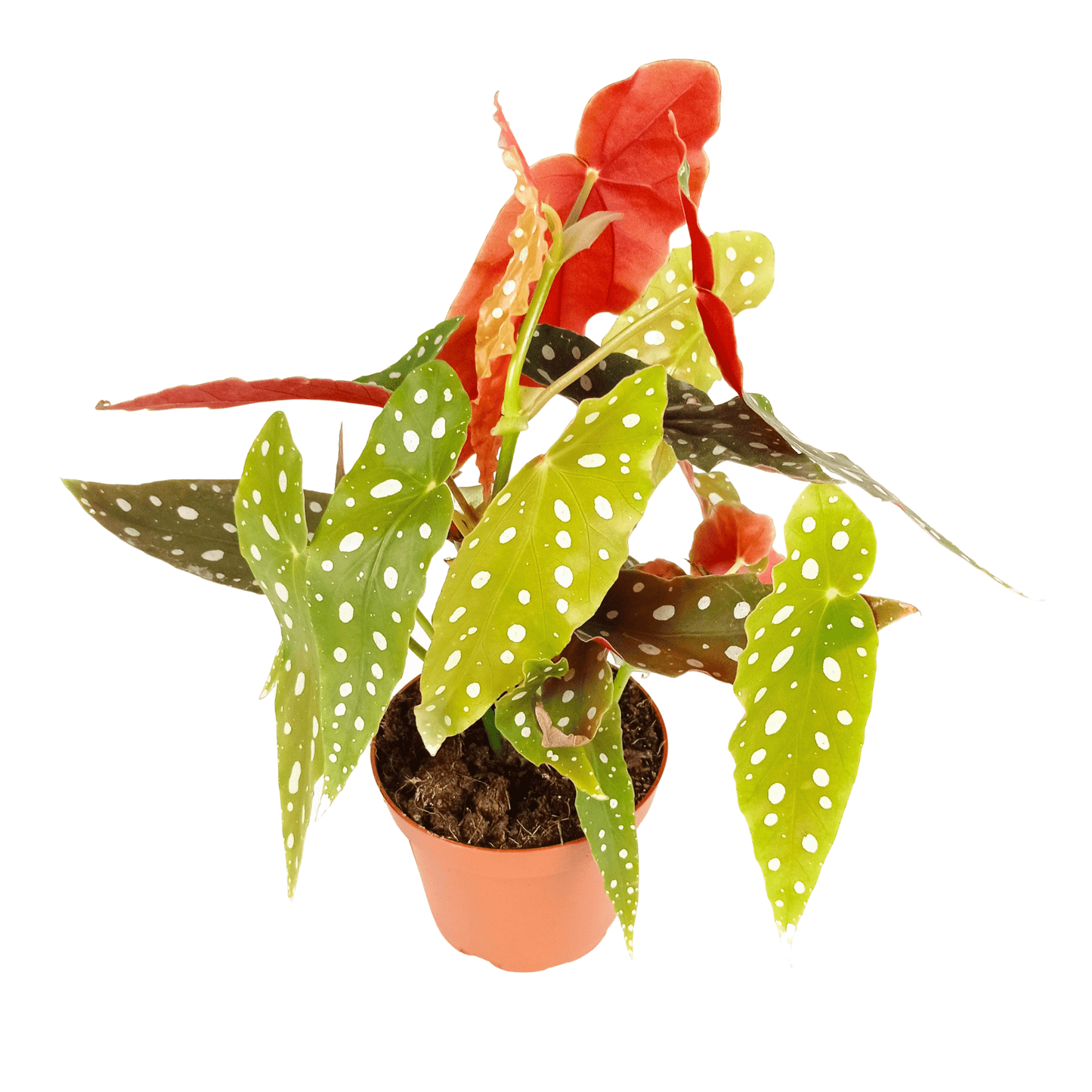 Begonia Maculata (12cm)