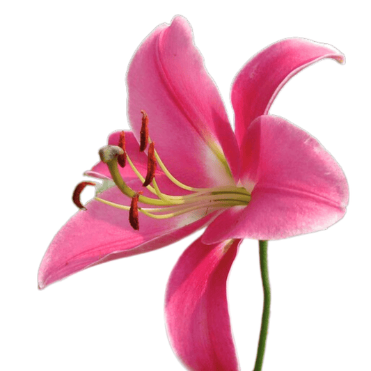 Lily - Profundo 2 Tone Pink White