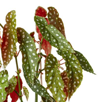 Begonia Maculata (12cm)