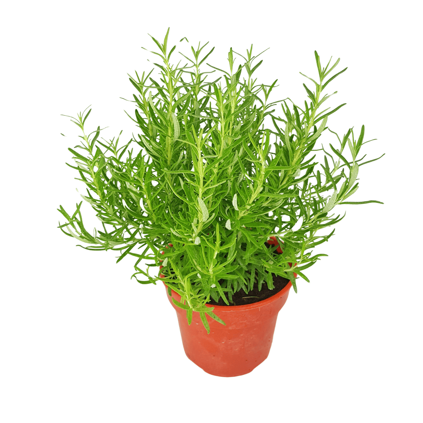 Pot Rosemary