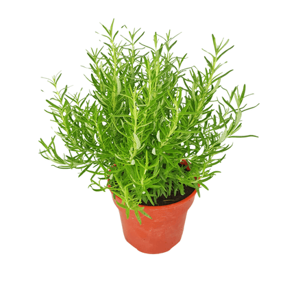 Pot Rosemary