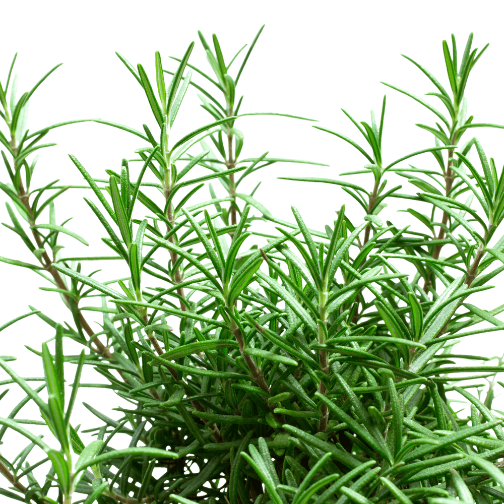 Pot Rosemary