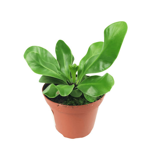 Asplenium Manila (8cm)