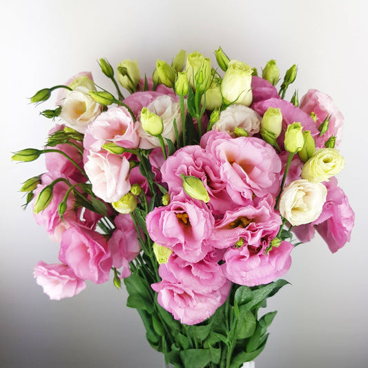 Eustoma - Pink