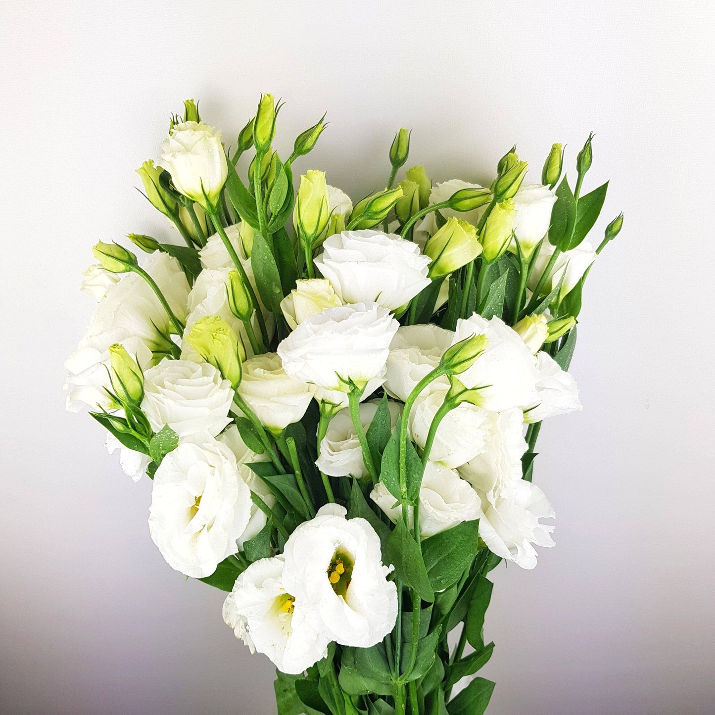 Eustoma - White