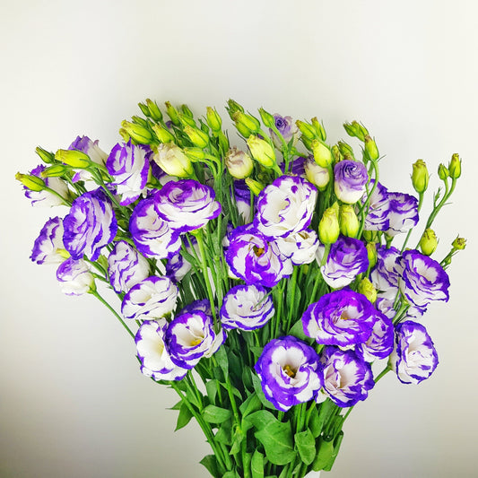 Eustoma - 2 Tone White Purple