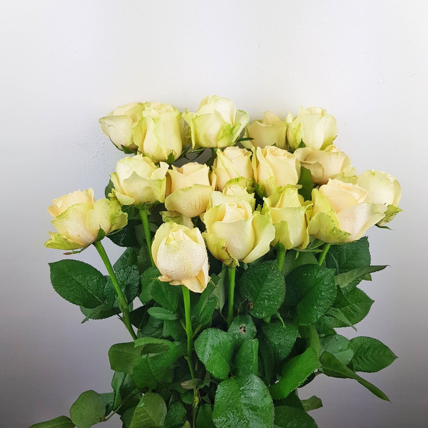 Rose - Vendela Cream (10 Stems)