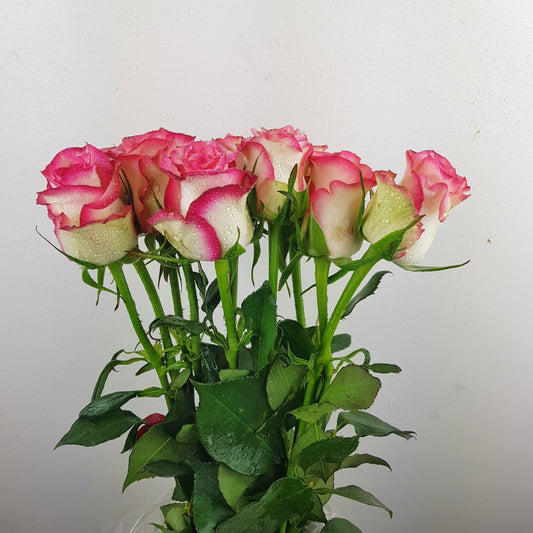 Rose Sovereign 50cm   - 2 Tone White Pink [10 Stems]