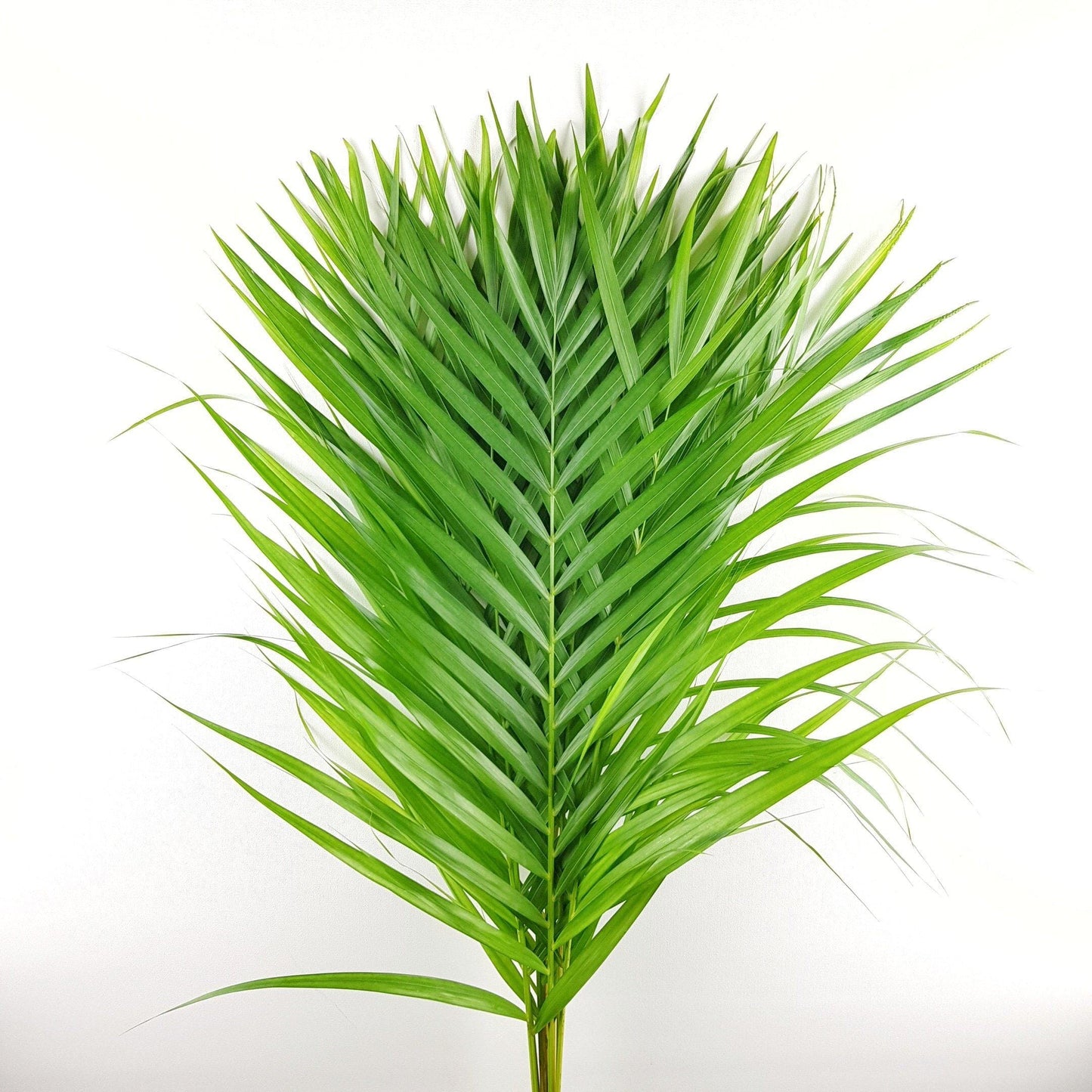 Yellow Palm Leaf - 60cm