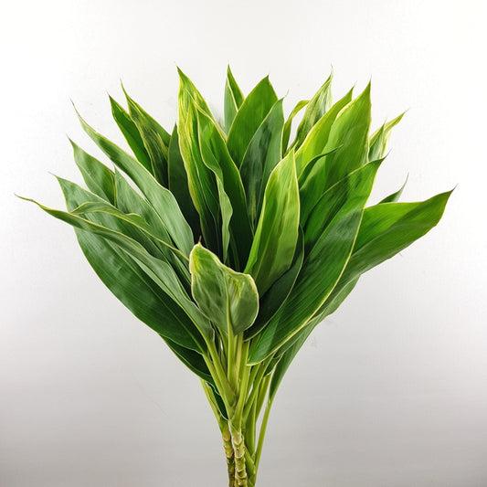 Cordyline Snow White Green