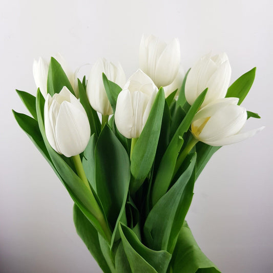 [Fully Bloom] Tulip - White