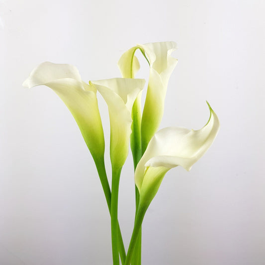 Calla Lily - Crystal White