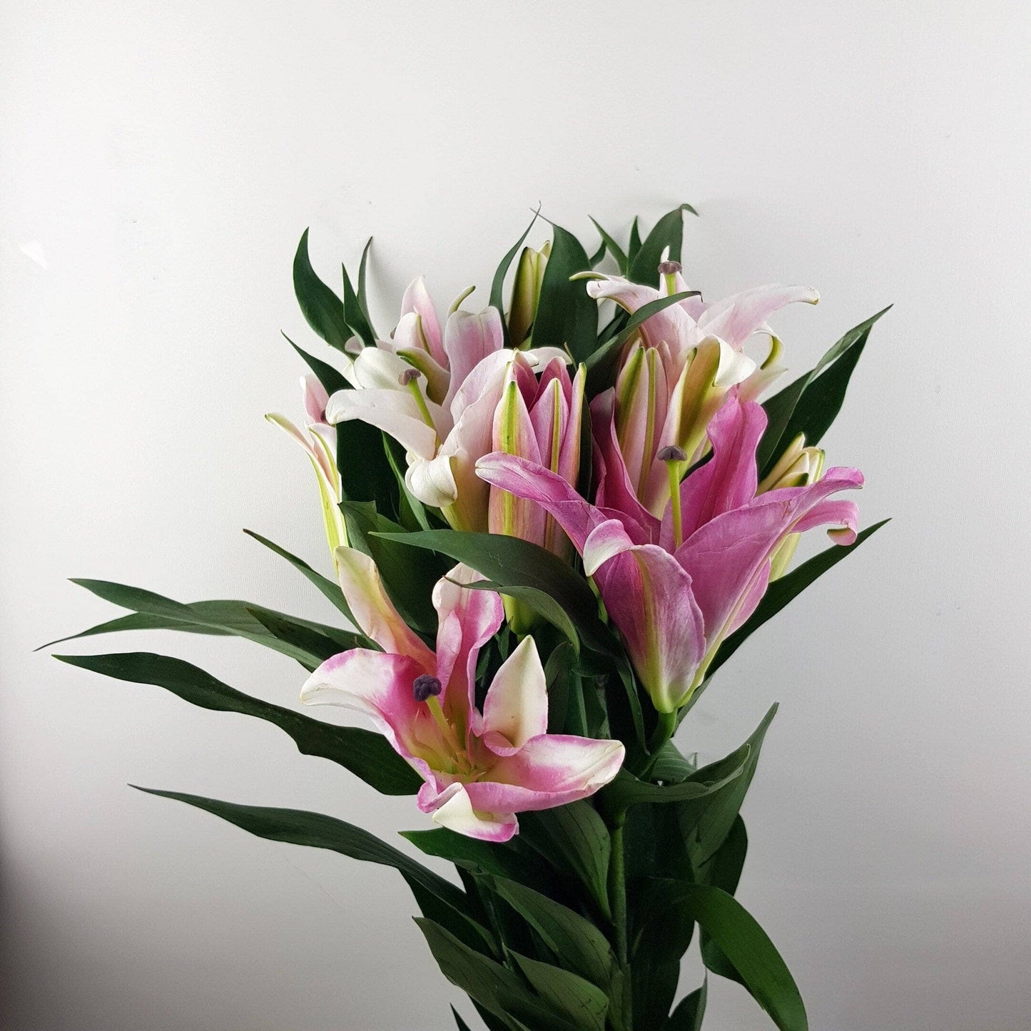 Lily - Maldona Pink