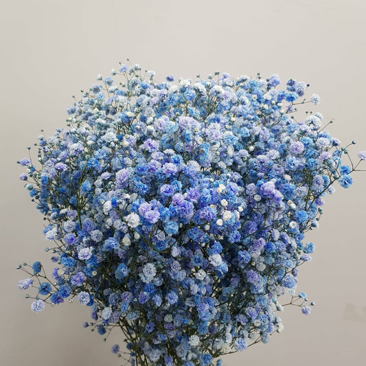 Dried Baby's Breath - Blue