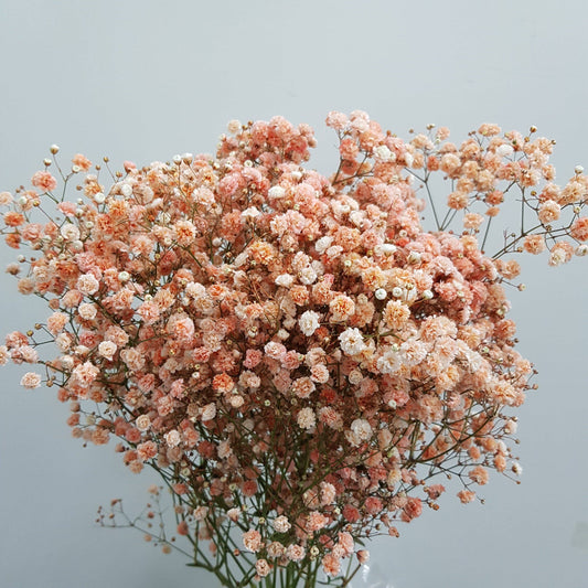 Gypsophila Baby's Breath (Imported) - Orange [10 Stems]