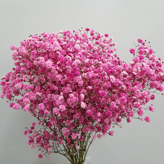 Gypsophila Baby's Breath  - Pink [25 Stems]