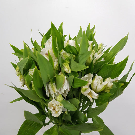 Alstroemeria - White