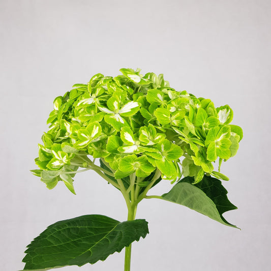 Hydrangea (Imported) - Matcha