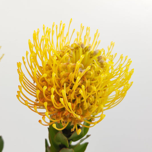 Leucospermum/Pincushions - Yellow (3 Stems)