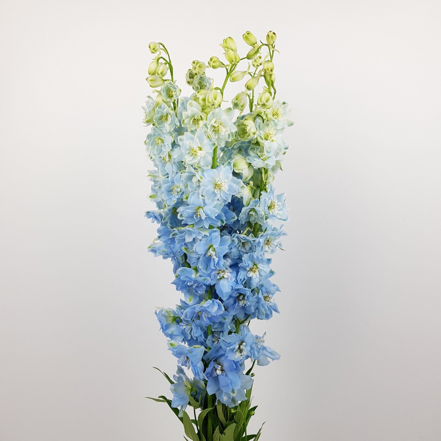 Delphinium Elatum Dewi Boy - Light Blue (3 Stems)