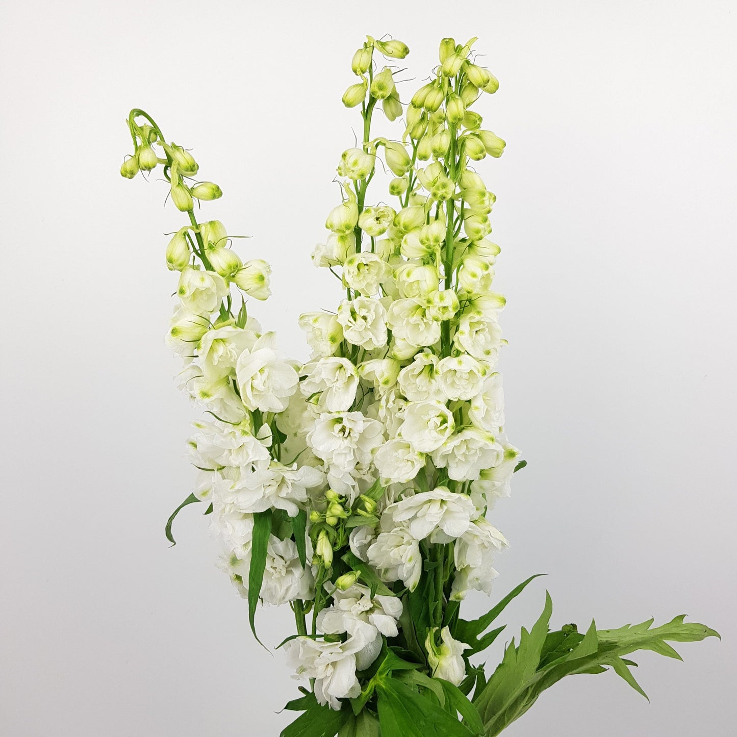 Delphinium Belladonna  - White