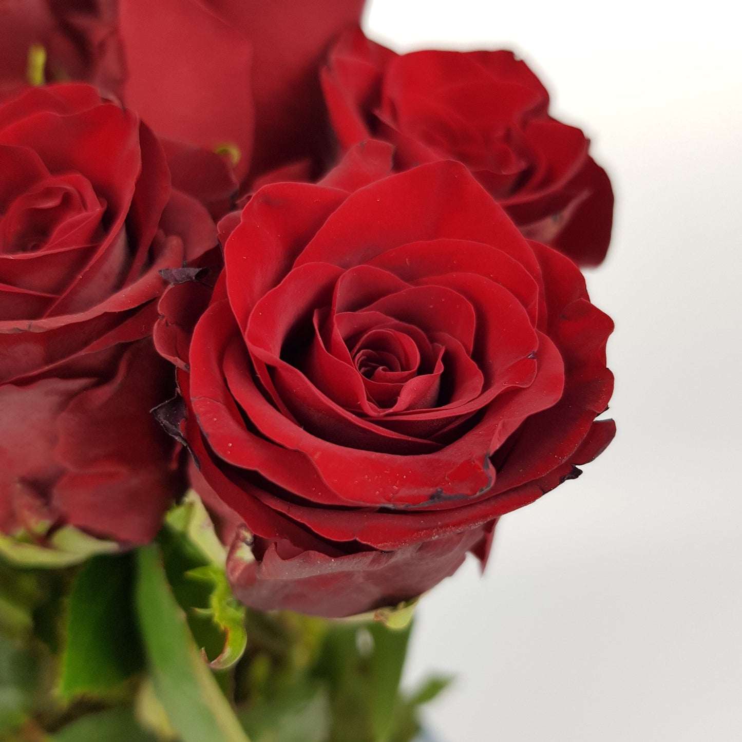 Rose Explorer 50cm   - Red [10 Stems]