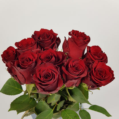 Rose Explorer 50cm   - Red [10 Stems]