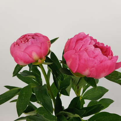 Peony Pink Hawaiian Coral - Salmon Pink