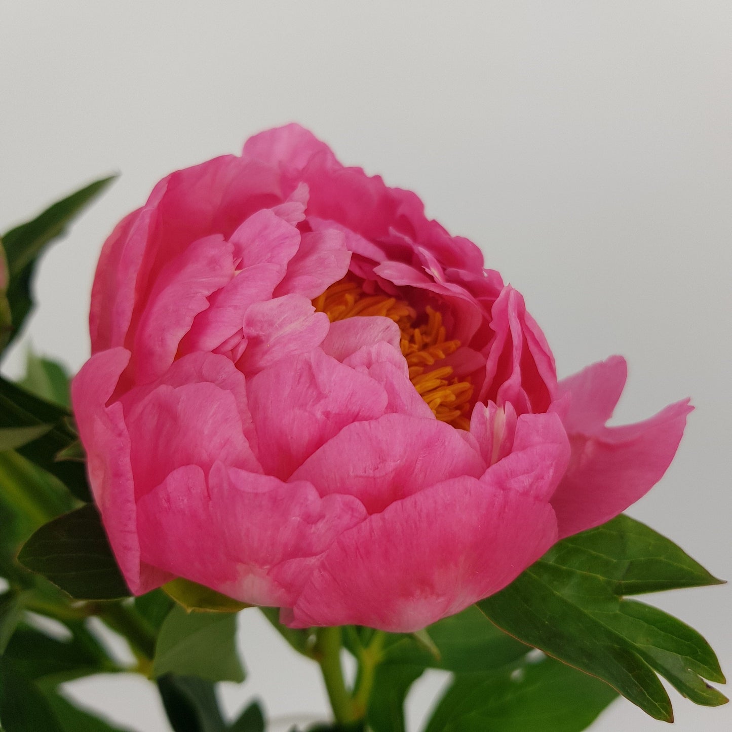 Peony Pink Hawaiian Coral - Salmon Pink