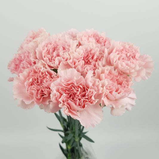 Carnation - Light Pink