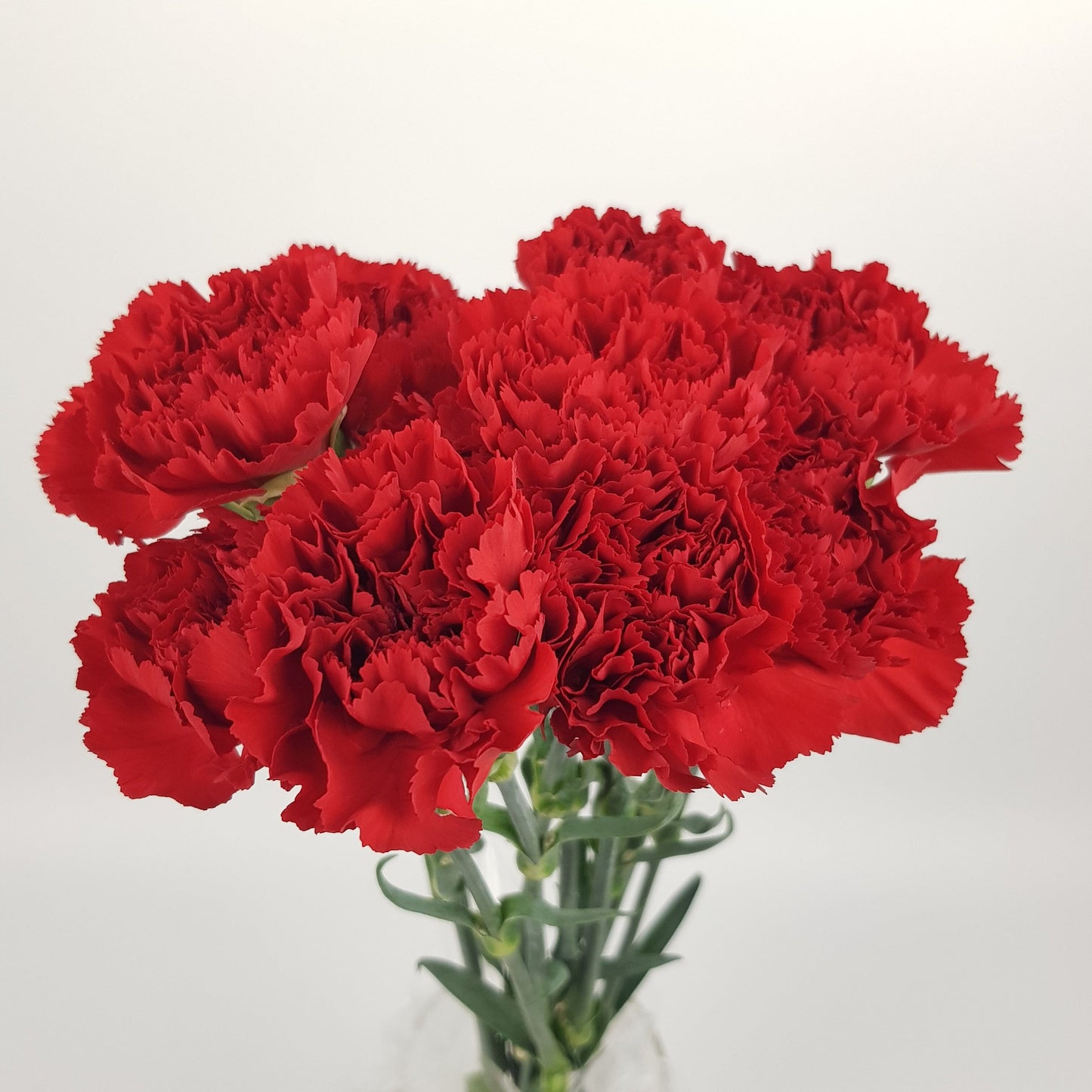 Carnation - Red