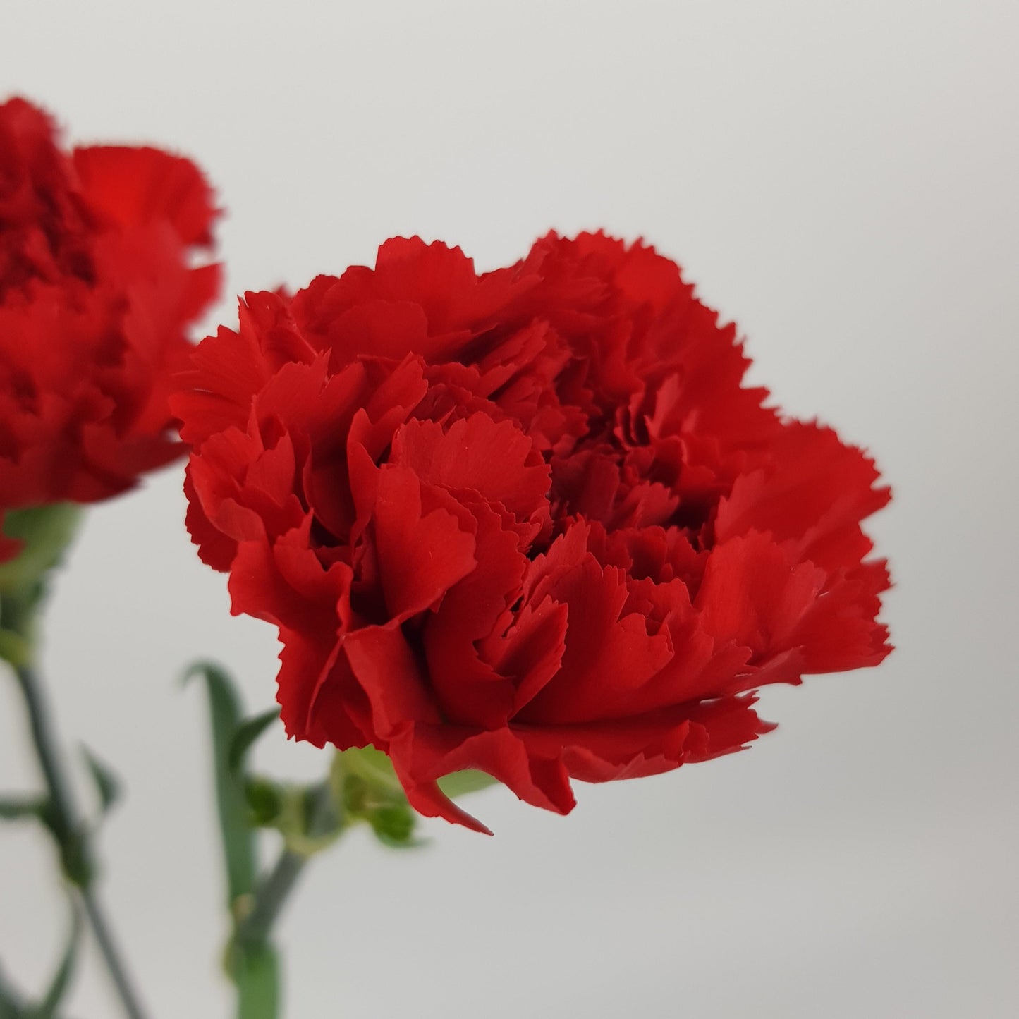 Carnation - Red