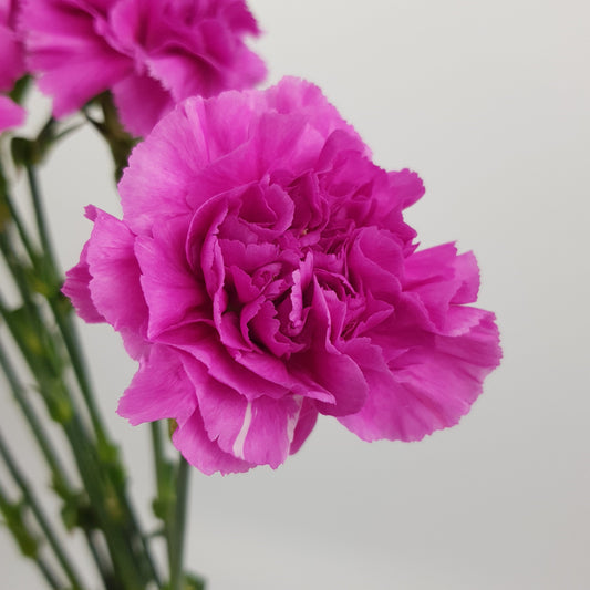 Carnation - Bright Purple