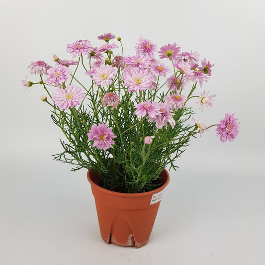 Aster (P150) - Pink