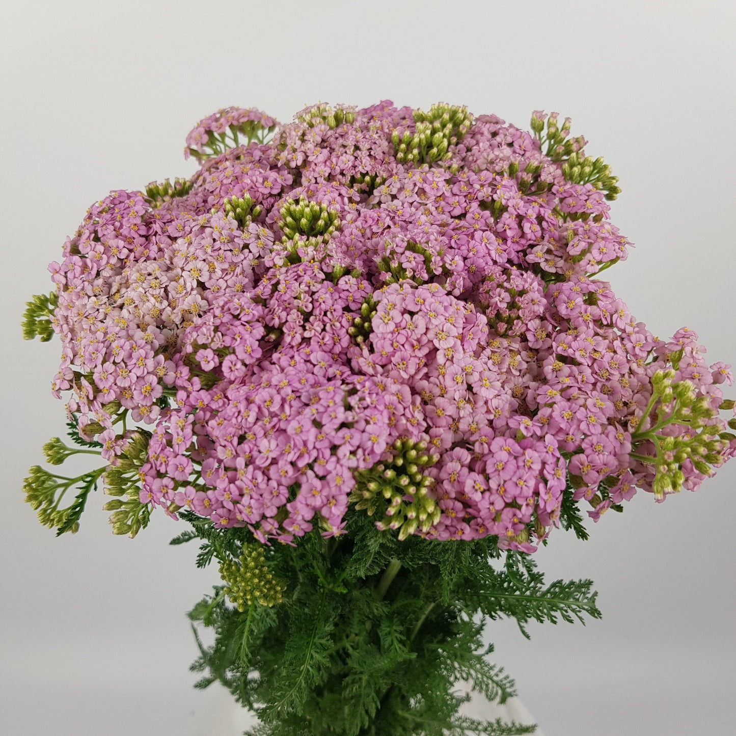 Achillea - Light Pink