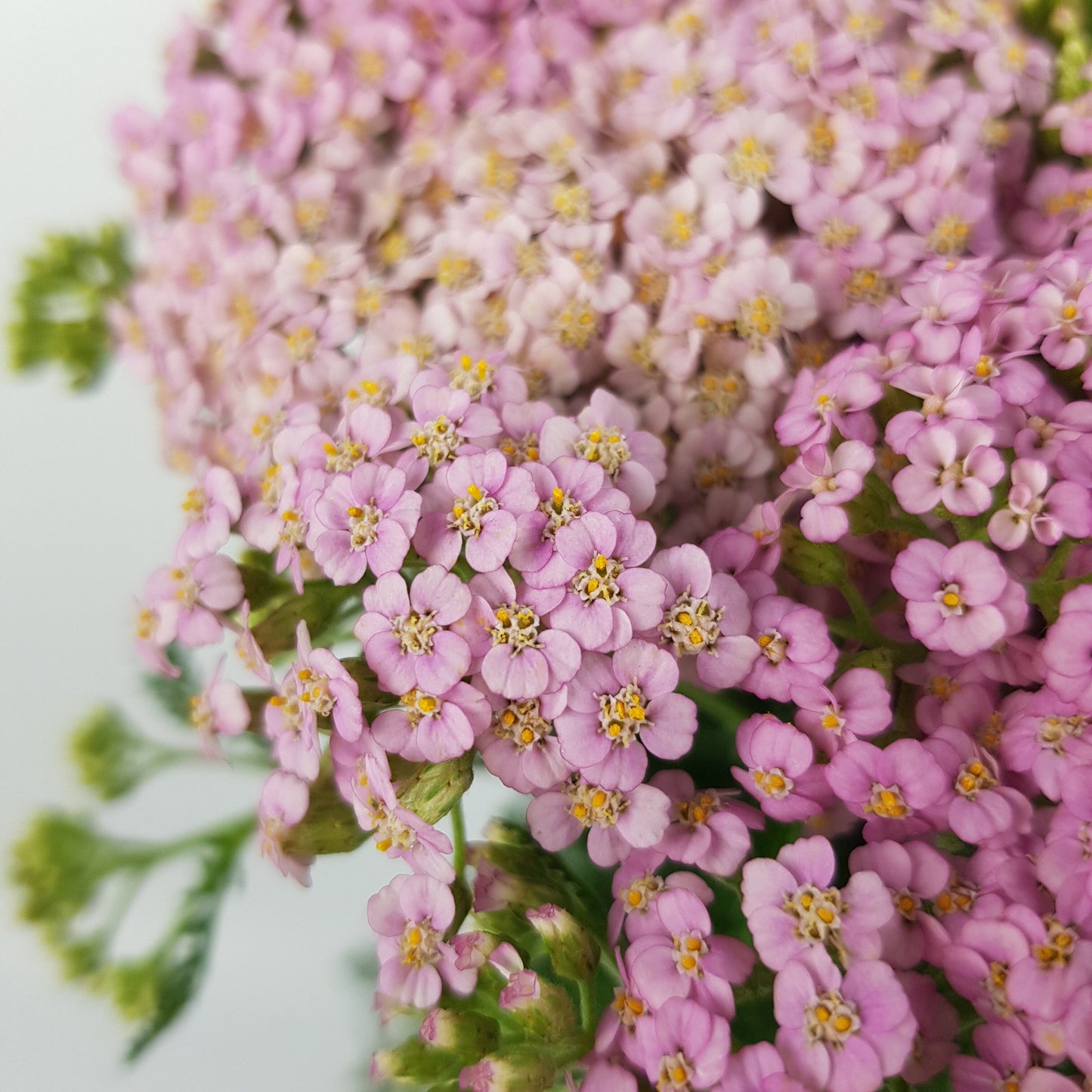 Achillea - Light Pink