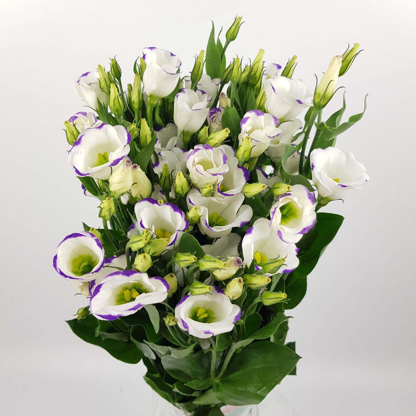 Eustoma - 2 Tone White Purple