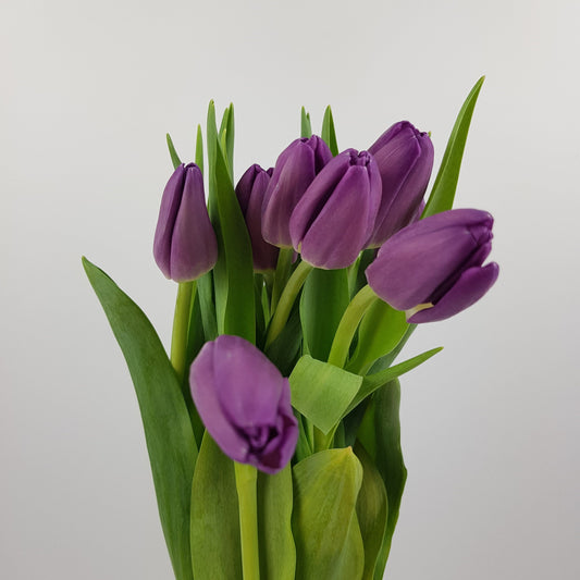 Tulip - Purple