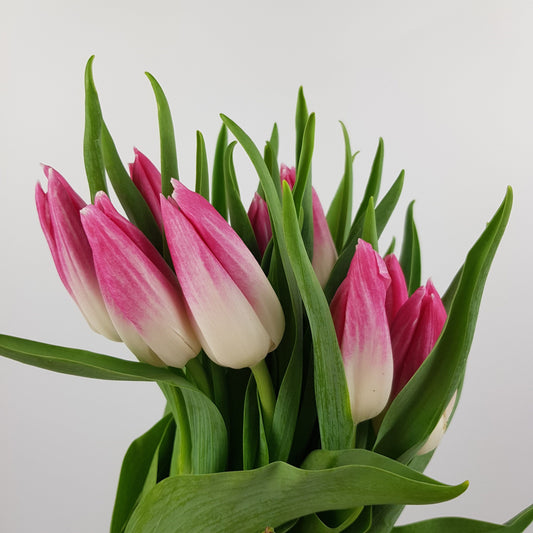 Tulip - 2 Tone Pink White