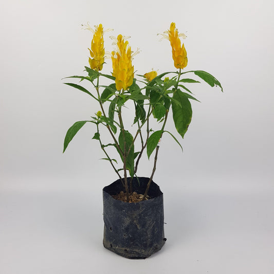 Pachystachys Lutea (8" x 8")