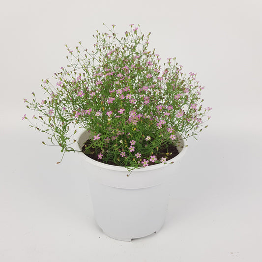 Baby's Breath (P150) - Light Purple