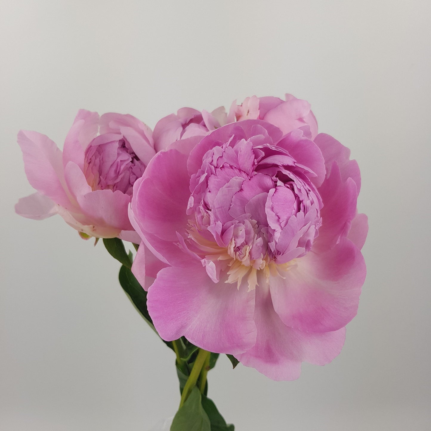 Peony Angel Cheek - Pink